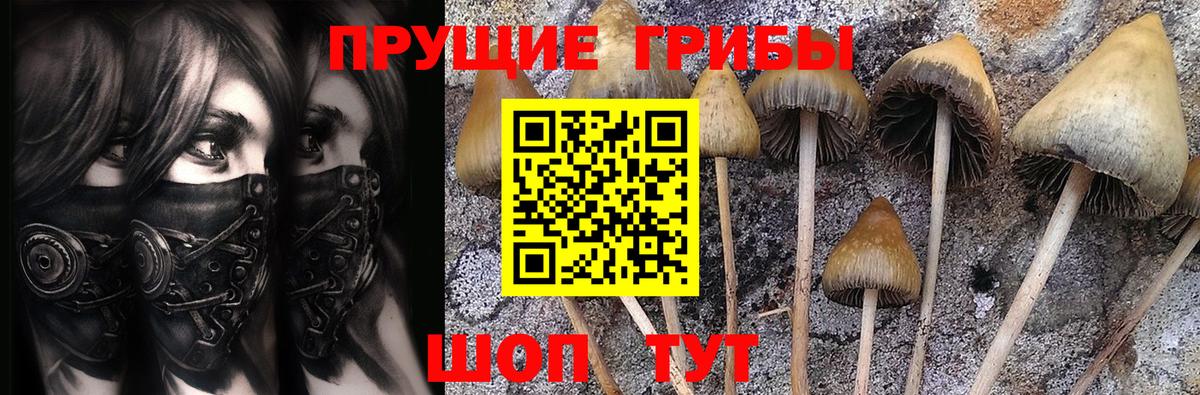 Новодвинск  как найти закладки  Вход с VPN  Псилоцибиновые грибы Psilocybine cubensis 
